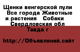 Щенки венгерской пули - Все города Животные и растения » Собаки   . Свердловская обл.,Тавда г.